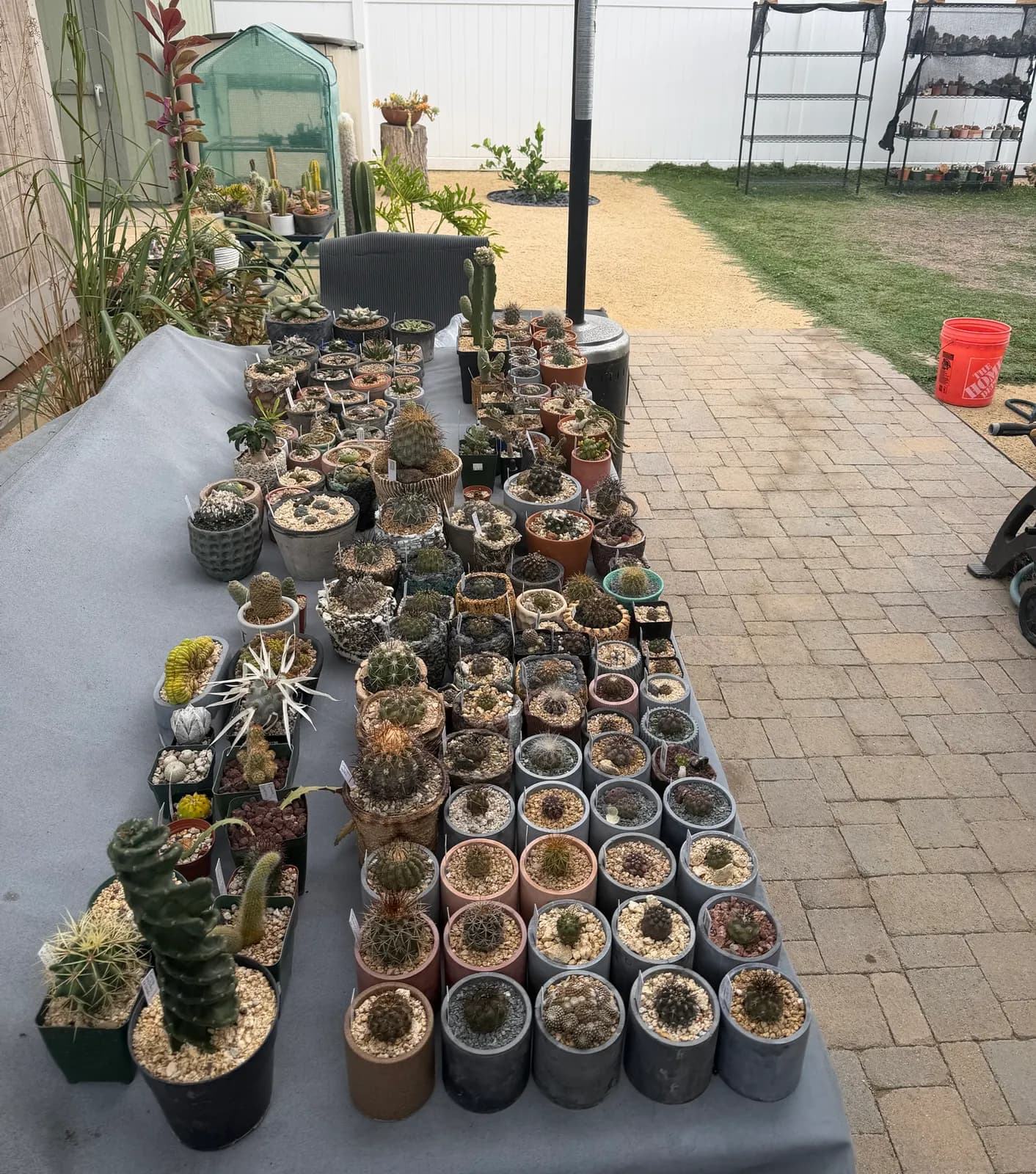 The collection, waiting for its new home: rows of potted cacti and succulents covering a patio table
