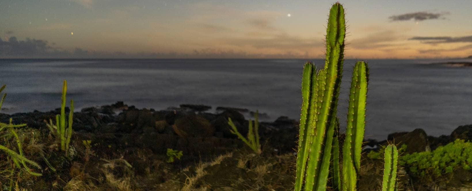 Cactus hero