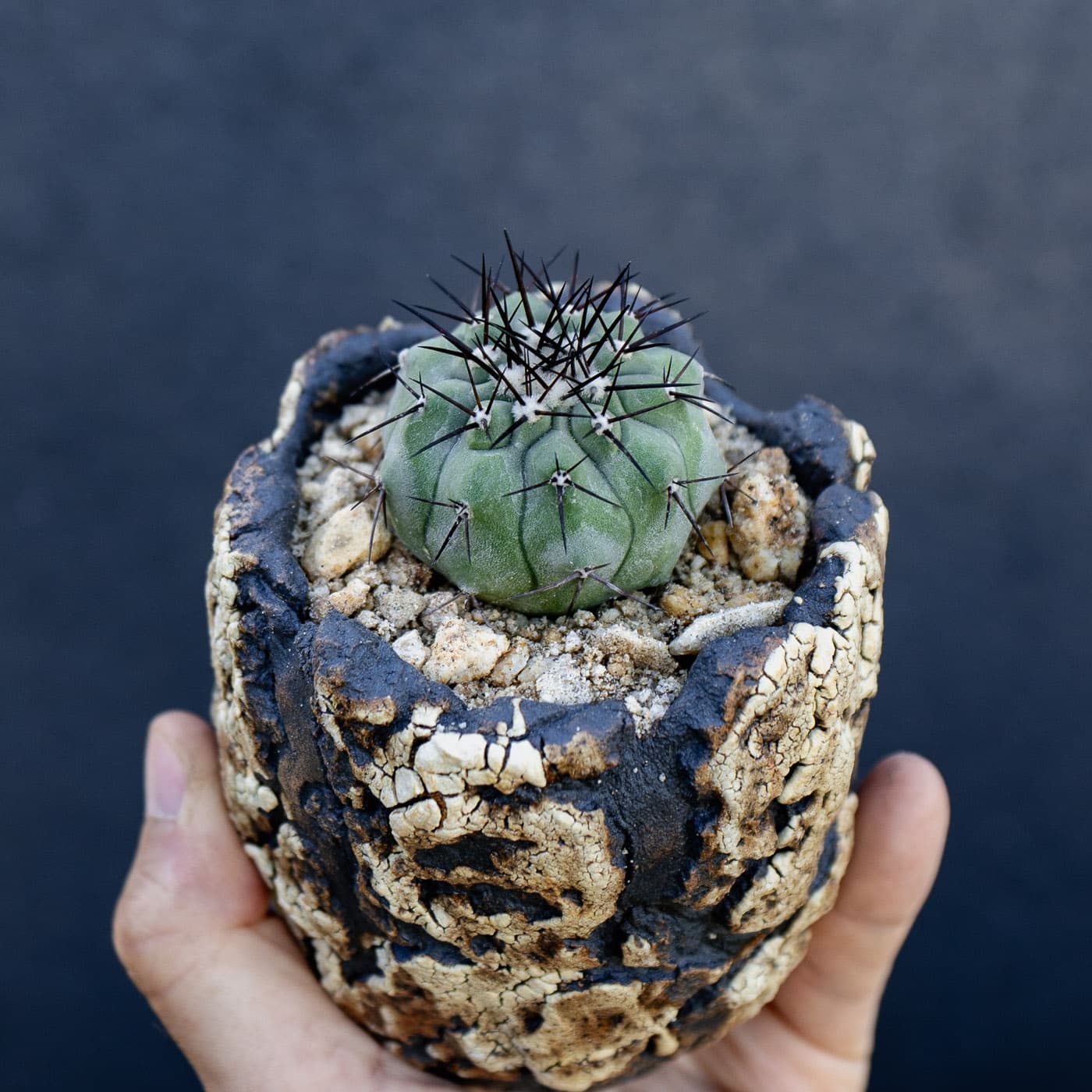 Selected image