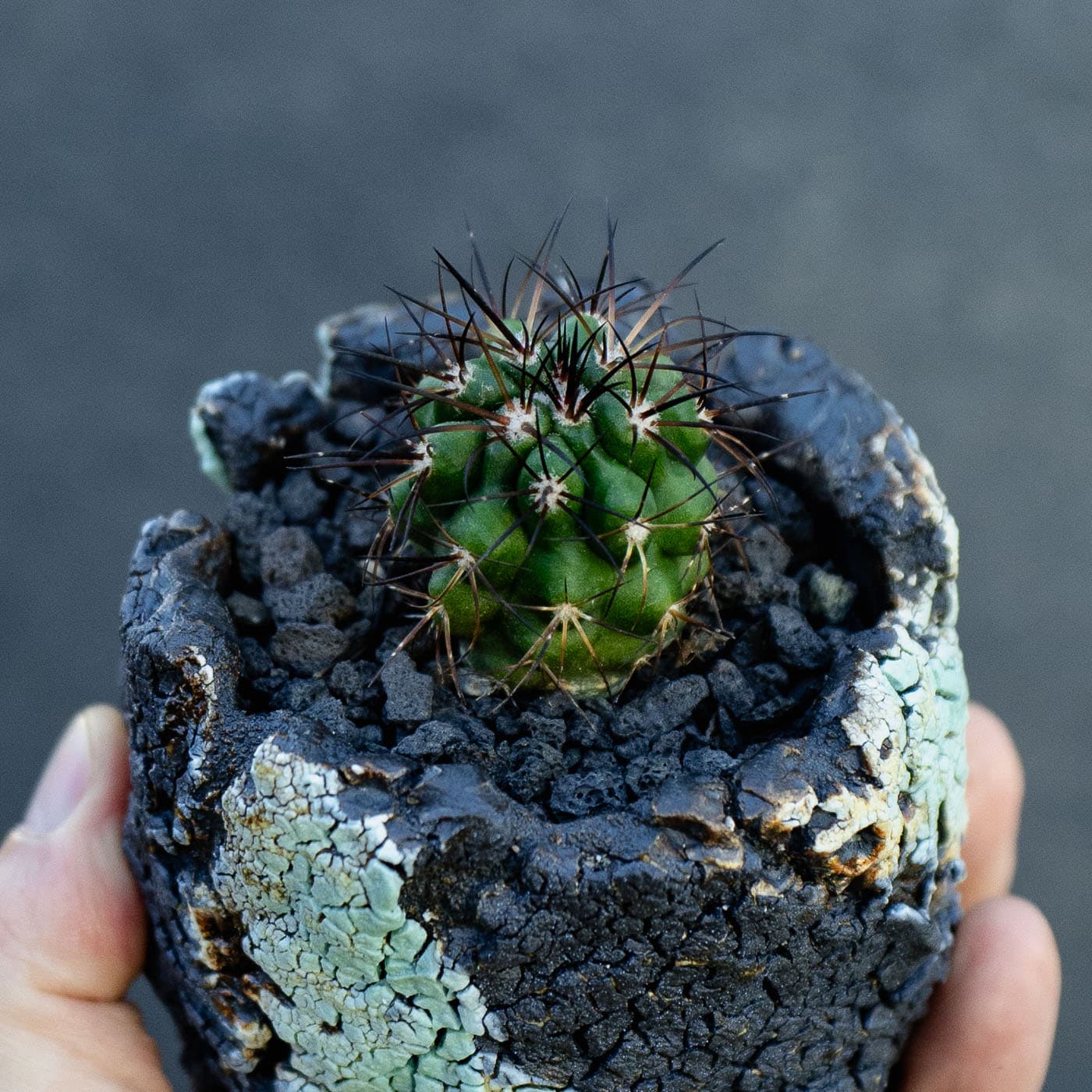 Selected image